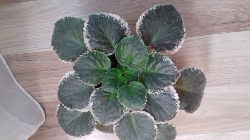  - Buckeye Cranberry Sparkle