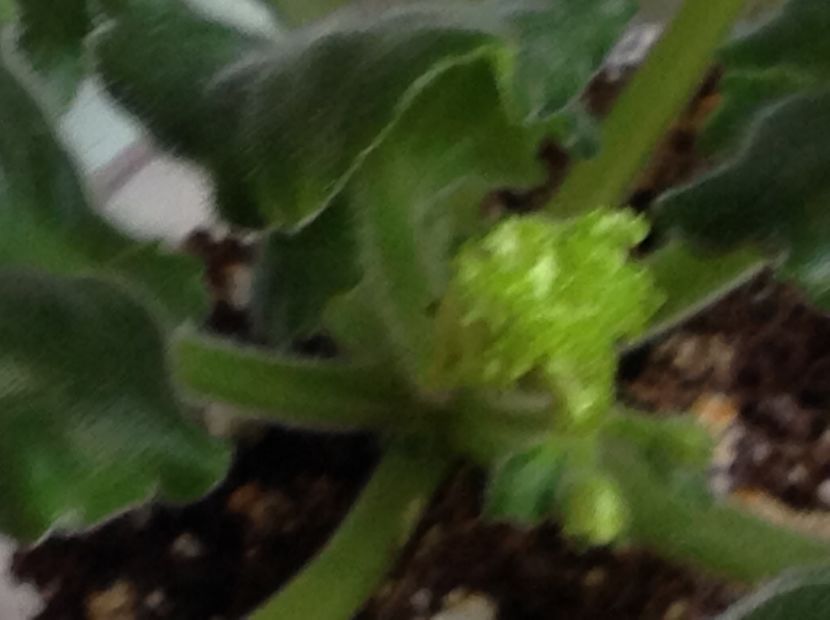  - LE Fuksijevoje Kruzevo sport