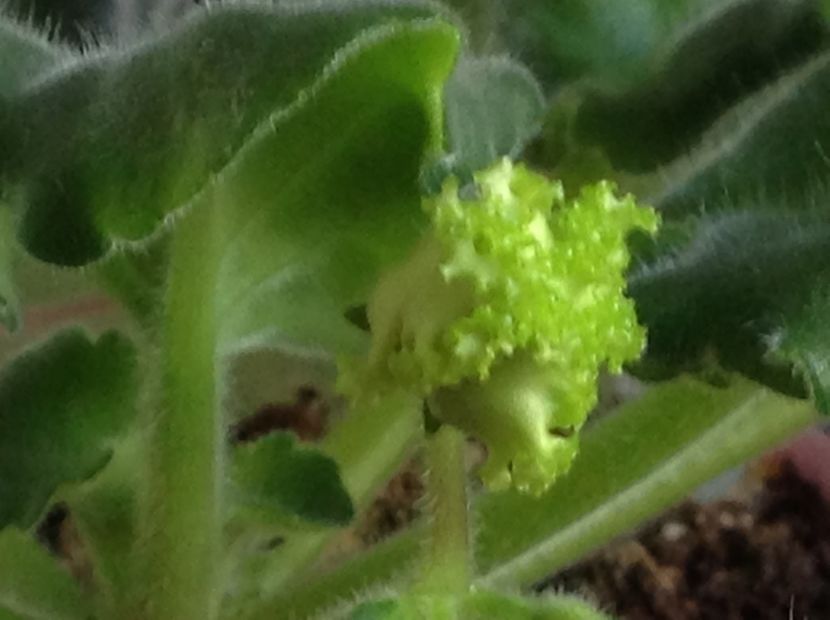  - LE Fuksijevoje Kruzevo sport