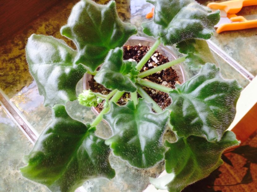  - LE Fuksijevoje Kruzevo sport