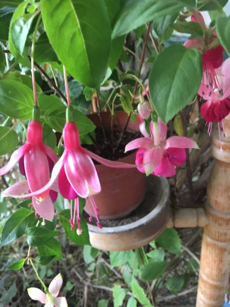 Provence, cascade - Fucsii 2018