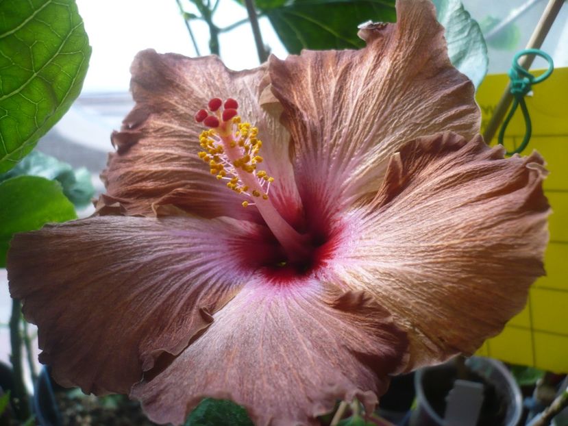 11.10.2018 - HIBISCUSI 2018-4