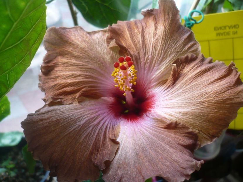 P1400394 - HIBISCUSI 2018-4