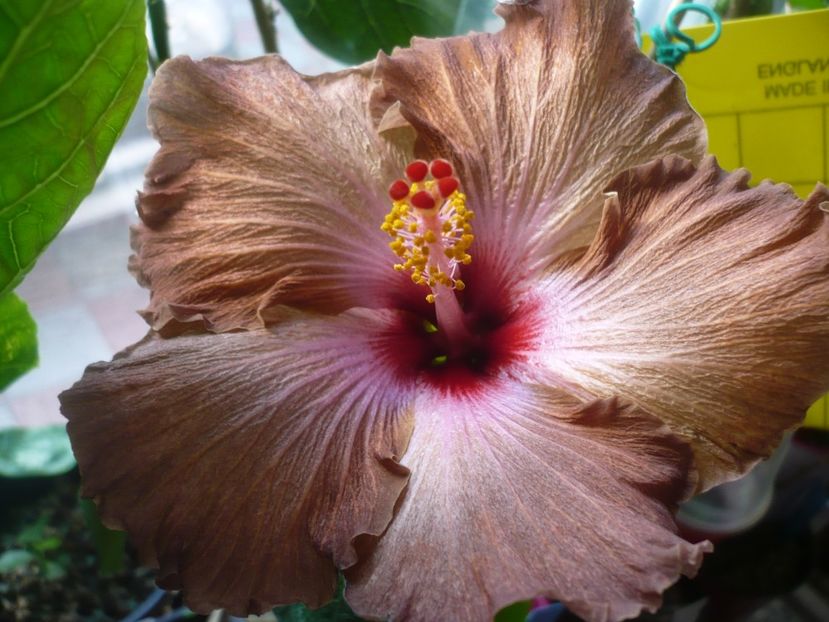 P1400395 - HIBISCUSI 2018-4