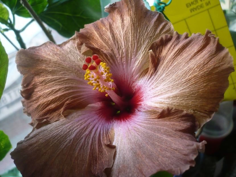 P1400396 - HIBISCUSI 2018-4