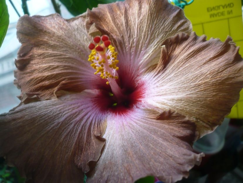 P1400397 - HIBISCUSI 2018-4