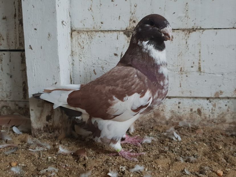 Mascul 2017 - Matca 2019