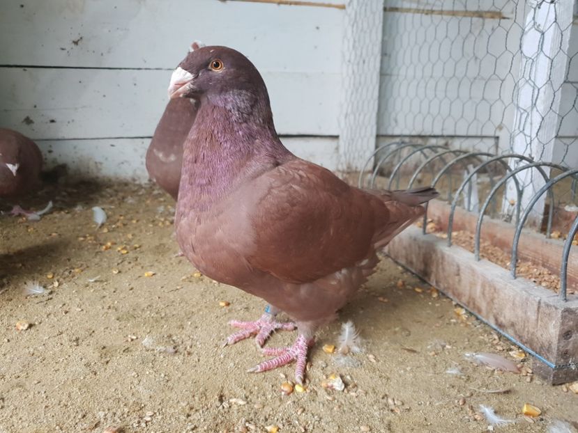 Mascul 2018 - Matca 2019