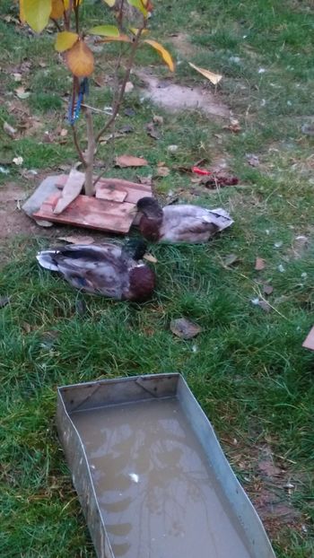 Baieti imbraca straiele de adulti ! - Ratuste pitice - Call duck !