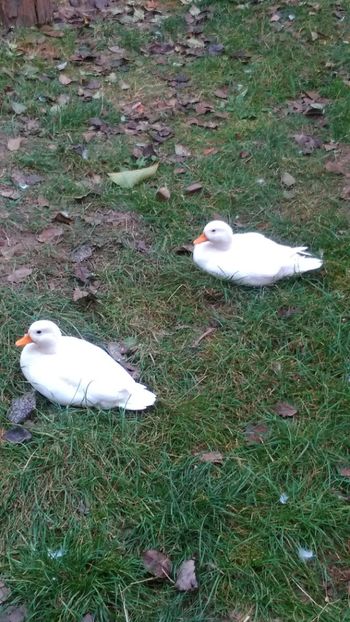 pregatite de iarna ! - Ratuste pitice - Call duck !