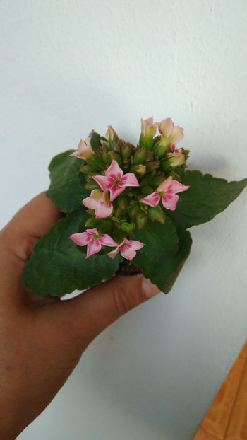 Kalanchoe blossfeldiana - Suculente 2018