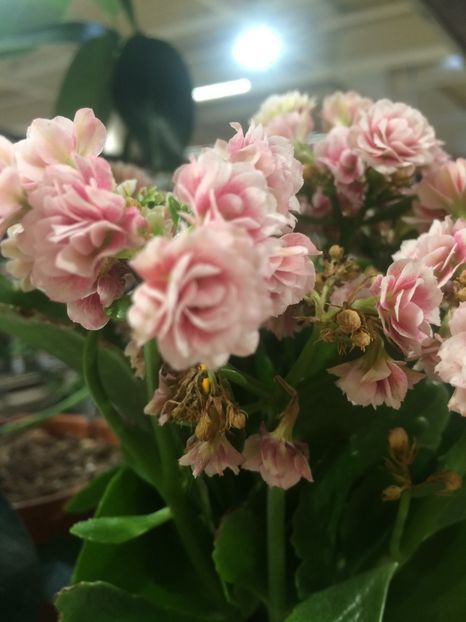 Kalanchoe - 1 Sylvia