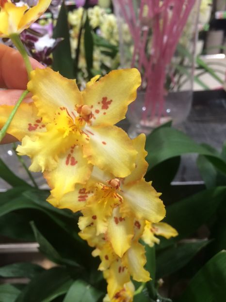 Cambria 11.10.2018 - 1 Sylvia