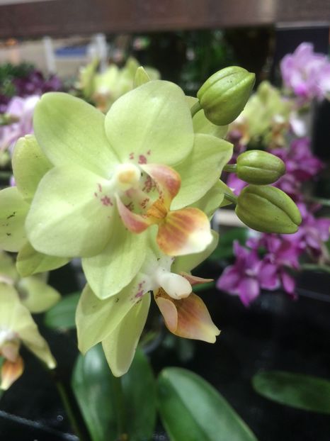 11.10.2018 - 1 Sylvia