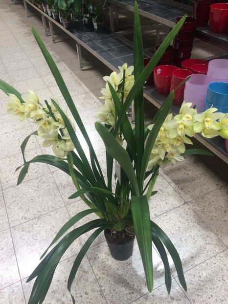 Cymbidium 11.10.2018 - 1 Sylvia