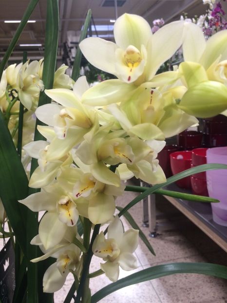 Cymbidium 11.10.2018 - 1 Sylvia