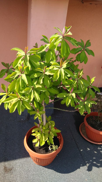 Euphorbia umbellata - Suculente 2018