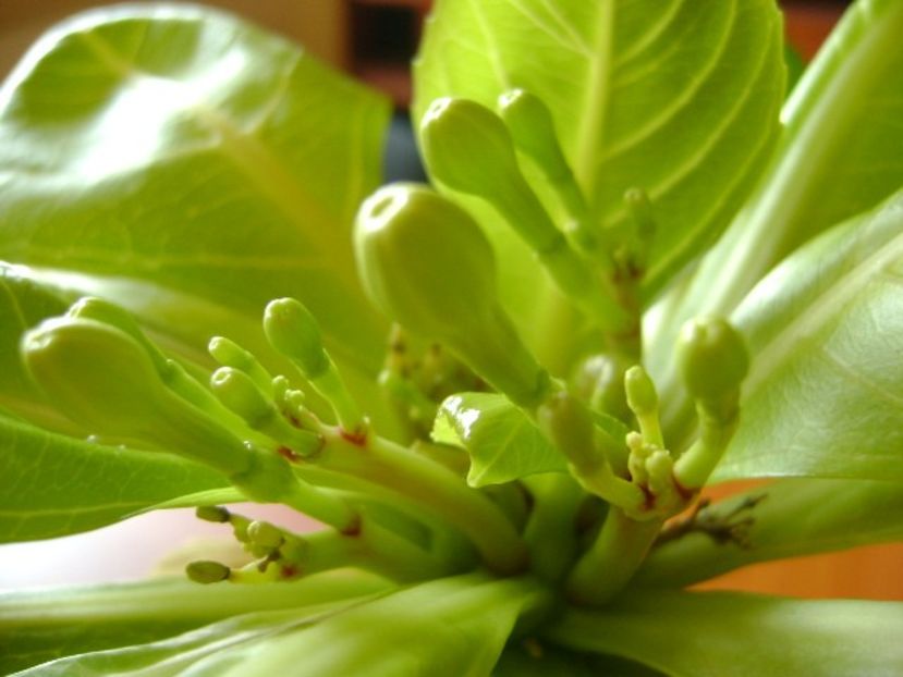 Brighamia insignis - Caudiciforme si bulbi 2018