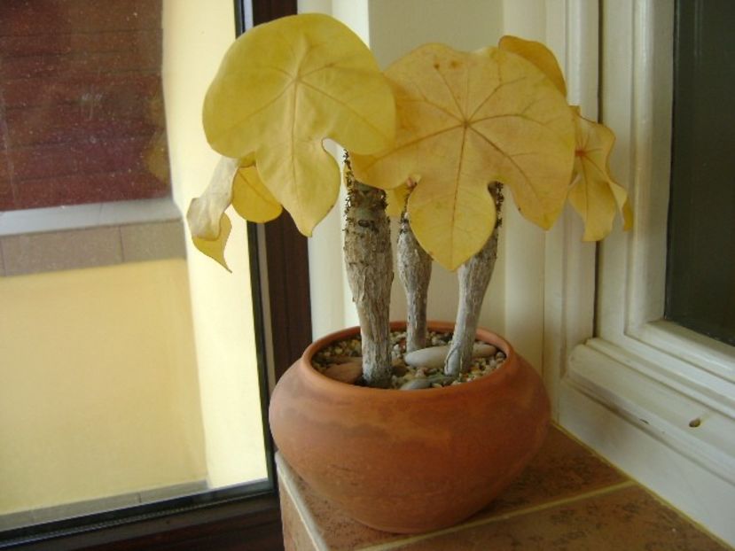 Jatropha podagrica - Caudiciforme si bulbi 2018