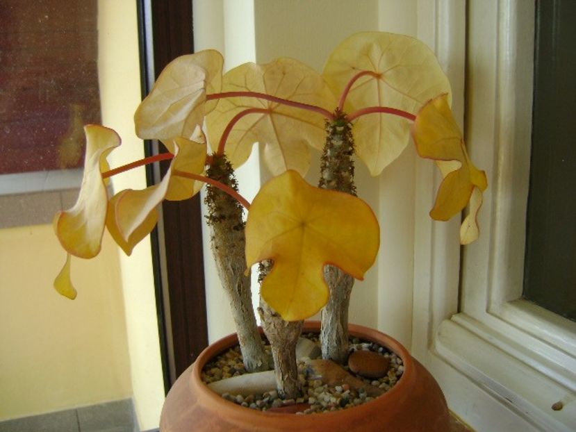 Jatropha podagrica - Caudiciforme si bulbi 2018