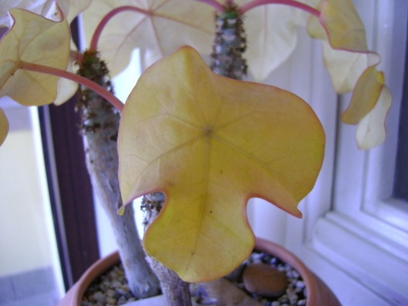 Jatropha podagrica - Caudiciforme si bulbi 2018