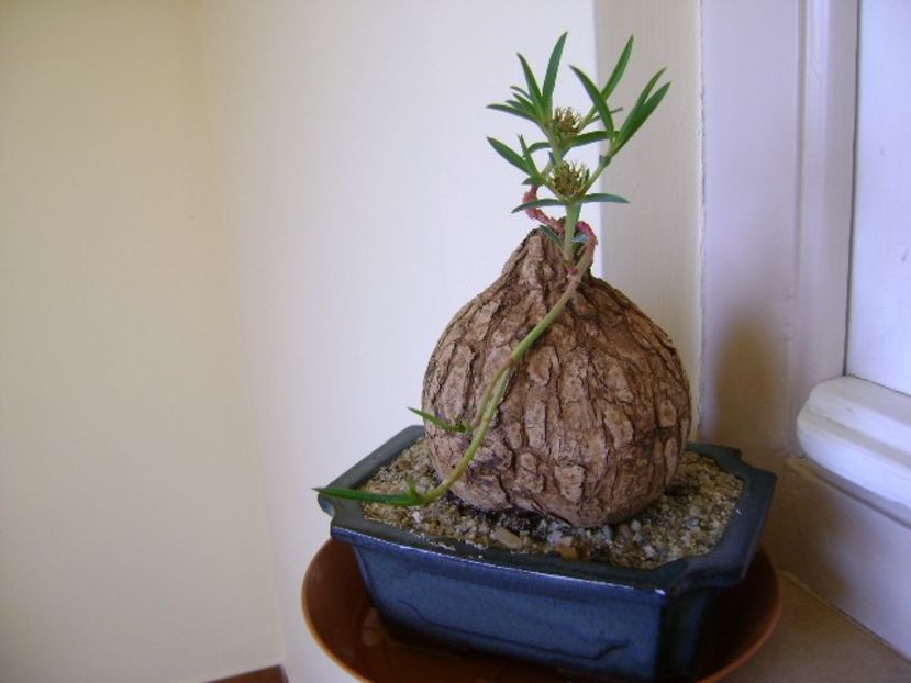 Euphorbia trichadenia - Caudiciforme si bulbi 2018