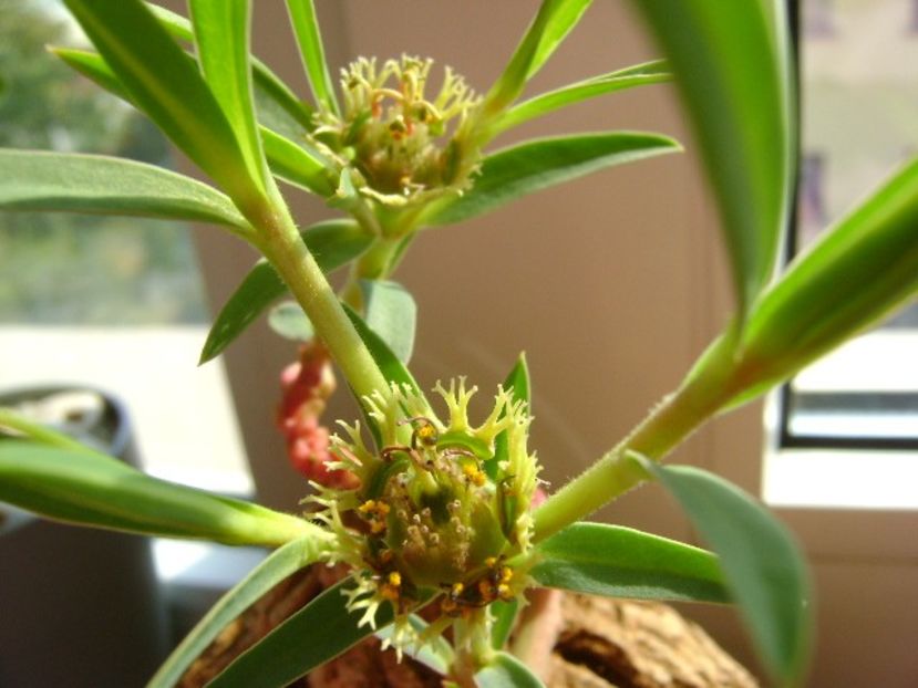 Euphorbia trichadenia - Caudiciforme si bulbi 2018