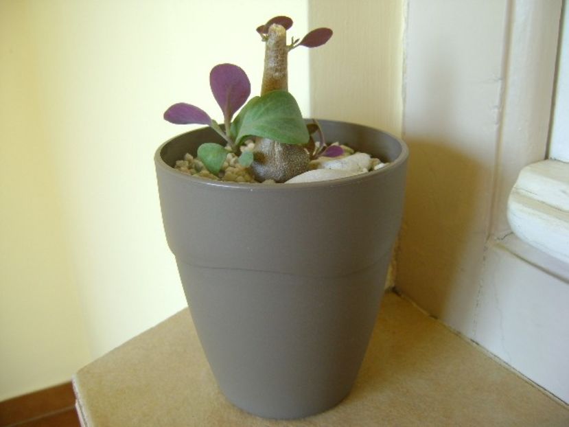 Othonna triplinervia, inceput de vegetatie - Caudiciforme si bulbi 2018