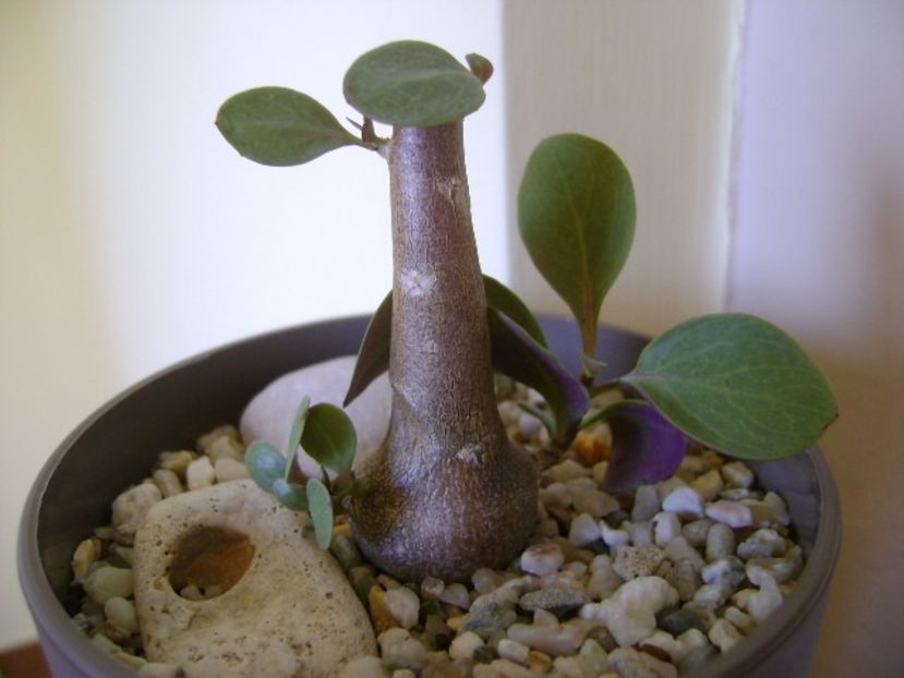 Othonna triplinervia - Caudiciforme si bulbi 2018