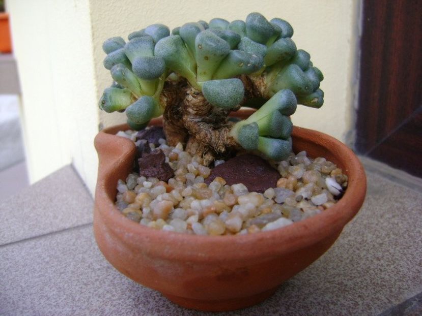 Aloinopsis schooneesii - Caudiciforme si bulbi 2018