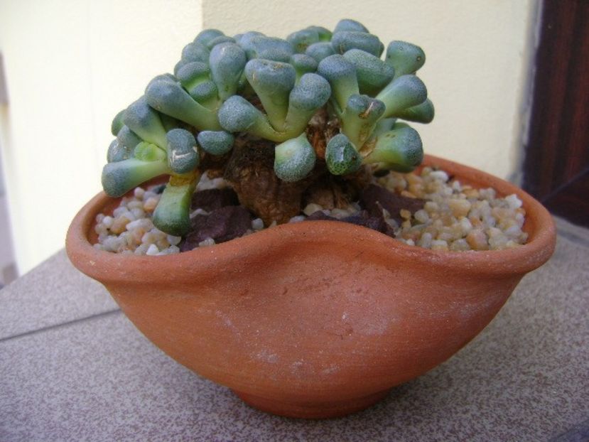 Aloinopsis schooneesii - Caudiciforme si bulbi 2018
