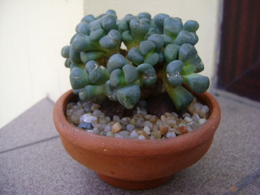Aloinopsis schooneesii - Caudiciforme si bulbi 2018