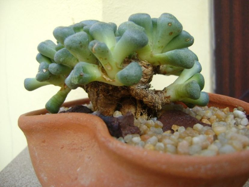 Aloinopsis schooneesii - Caudiciforme si bulbi 2018