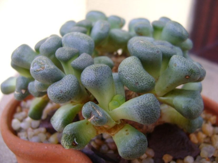 Aloinopsis schooneesii - Caudiciforme si bulbi 2018