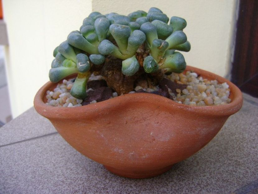 Aloinopsis schooneesii - Suculente 2018