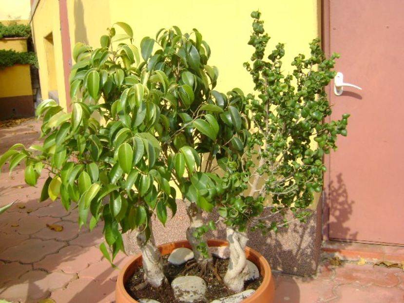 Ficus benjamin verde, variegat & Ficus curly - Bonsai si prebonsai 2018-2020