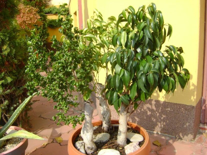 Ficus benjamin verde, variegat & Ficus curly - Bonsai si prebonsai 2018-2020