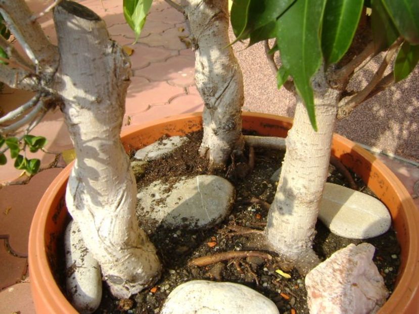Ficus benjamin verde, variegat & Ficus curly - Bonsai si prebonsai 2018-2020