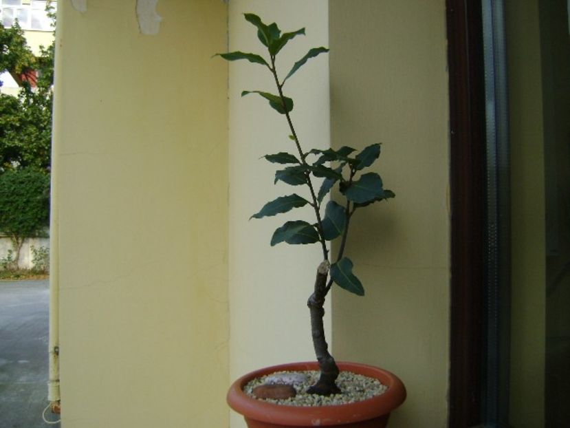 Laurus nobilis (Dafin) - Bonsai si prebonsai 2018-2020