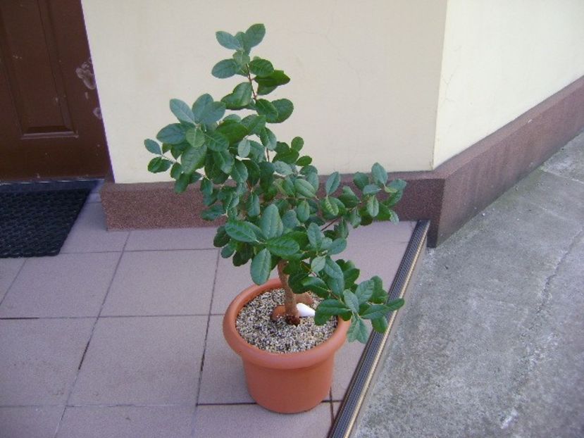 Acca sellowiana (Feijoa) - Bonsai si prebonsai 2018-2020