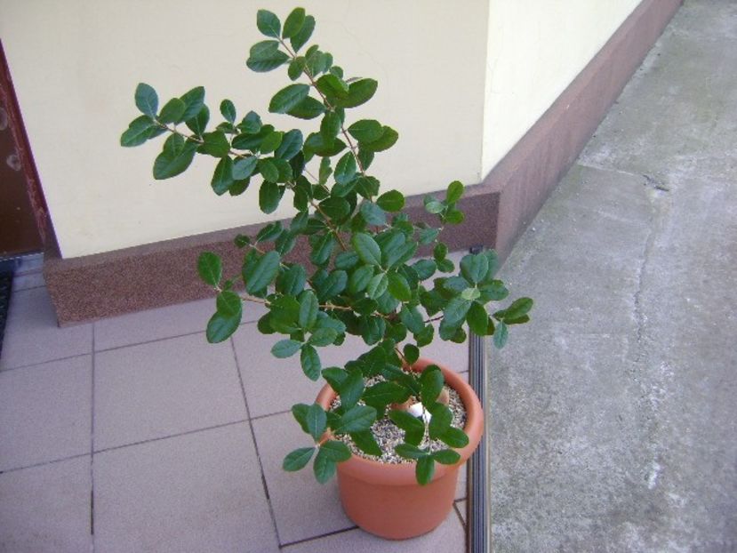 Acca sellowiana (Feijoa) - Bonsai si prebonsai 2018-2020