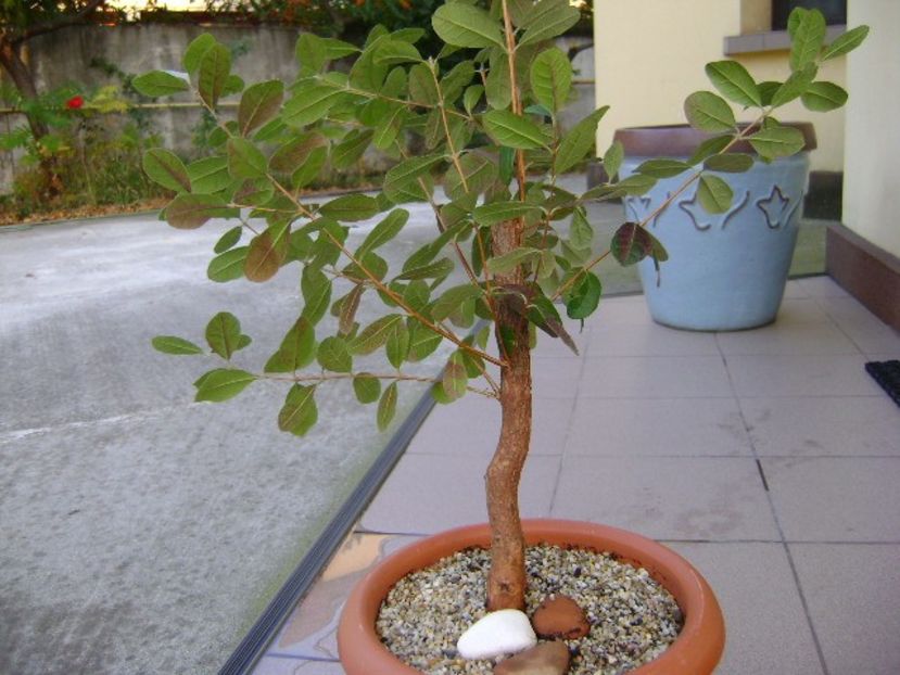 Acca sellowiana (Feijoa) - Bonsai si prebonsai 2018-2020
