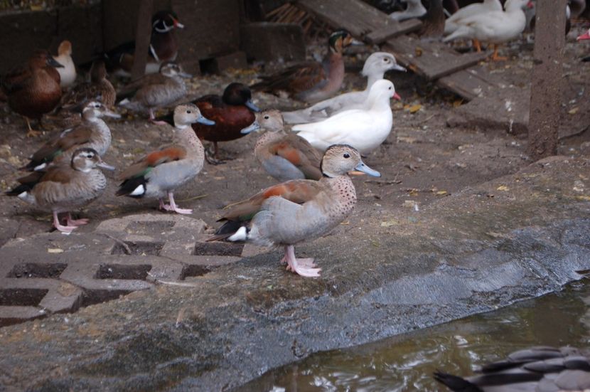  - Rata Micul Atlantic - Callonetta leucophrys