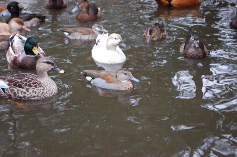 - Rata Micul Atlantic - Callonetta leucophrys