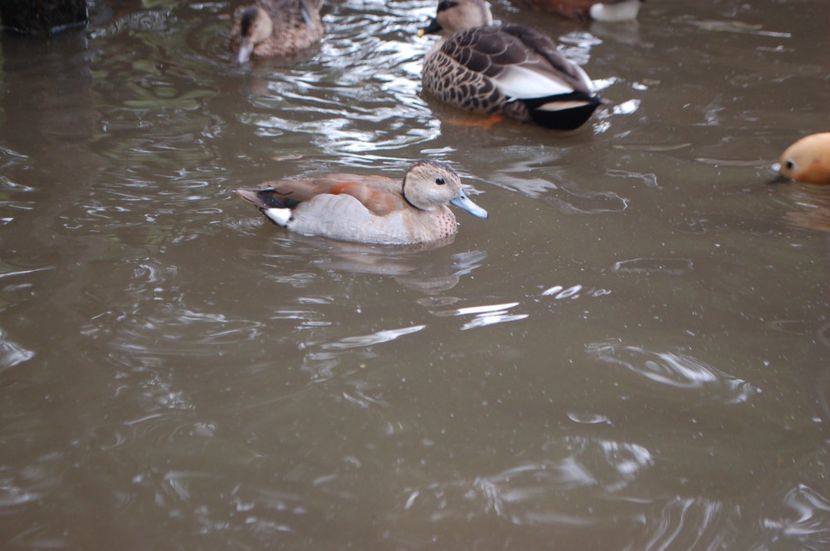  - Rata Micul Atlantic - Callonetta leucophrys