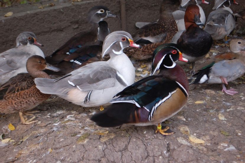  - Rata Carolin - Aix sponsa