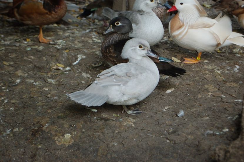  - Rata carolina argintie