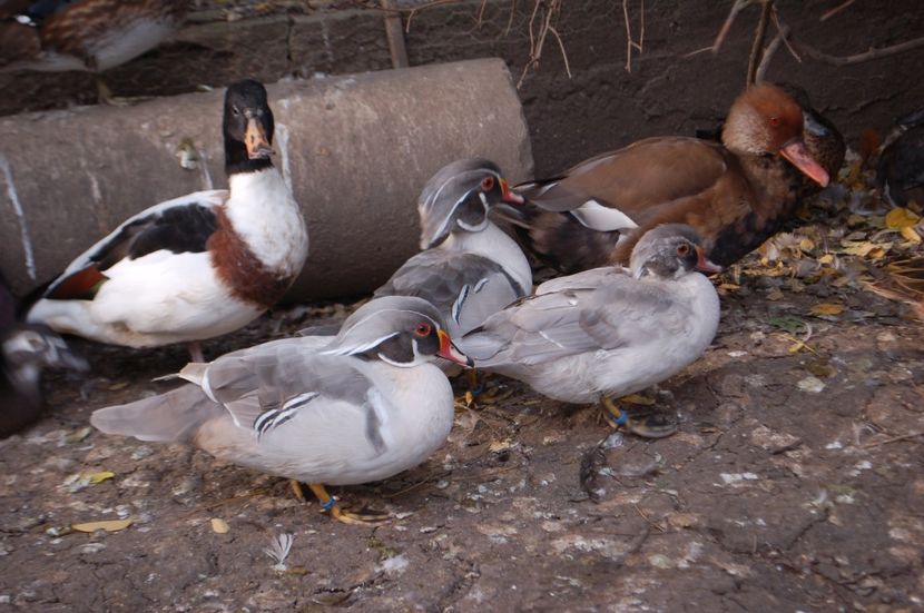  - Rata carolina argintie