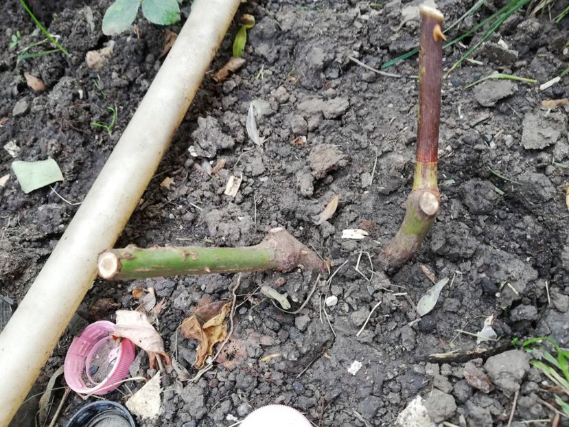 Sper sa nu ii pierd - Ultimele achizitii