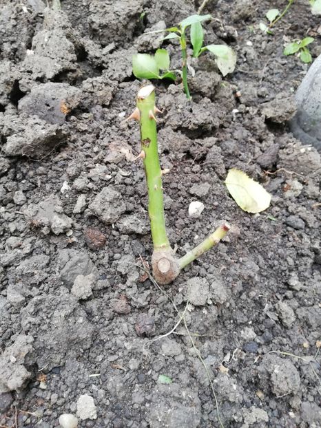  - Ultimele achizitii